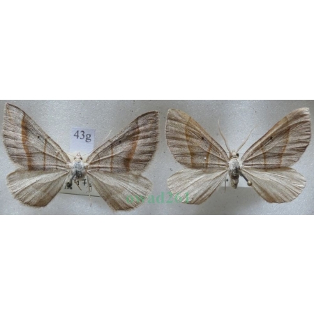 Scotopteryx mucronata (Scopoli, 1763) pair Pomiernik szaniec Czech43g